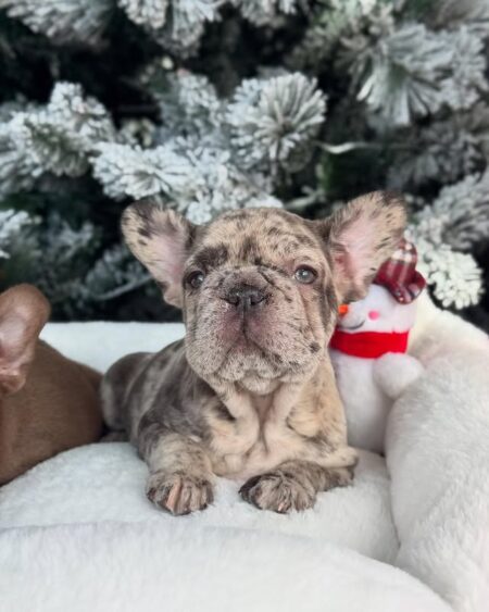 Merle French Bulldog