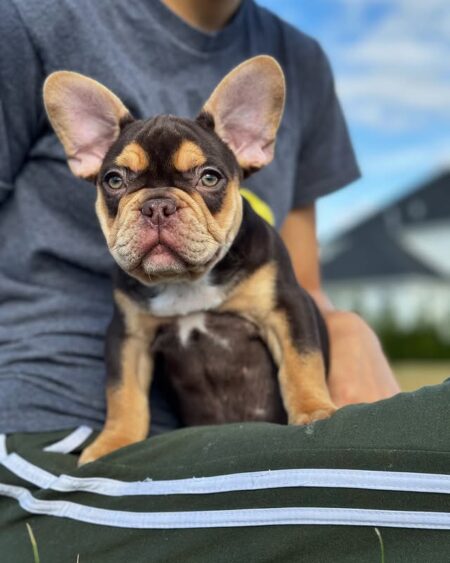 Chocolate and Tan French Bulldog