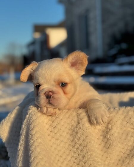 Cream French Bulldog