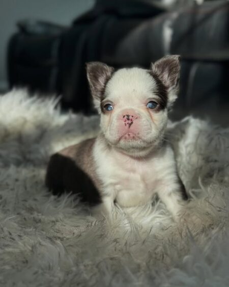 Chocolate Pied French Bulldog 