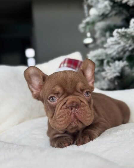 Chocolate French Bulldog