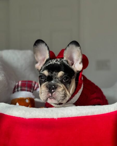 Black Merle French Bulldog