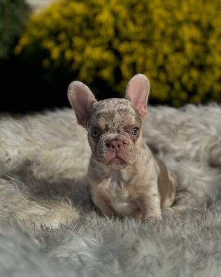 Lilac Merle French Bulldog