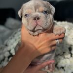 Lilac Merle French Bulldog