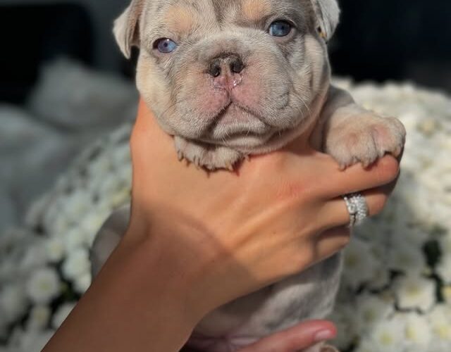 Lilac Merle French Bulldog