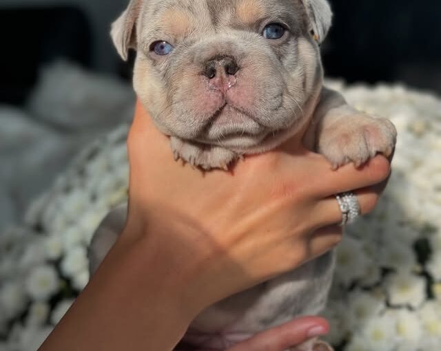 Lilac Merle French Bulldog
