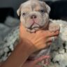 Lilac Merle French Bulldog