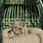Lilac Merle French Bulldog