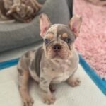 Lilac Merle French Bulldog