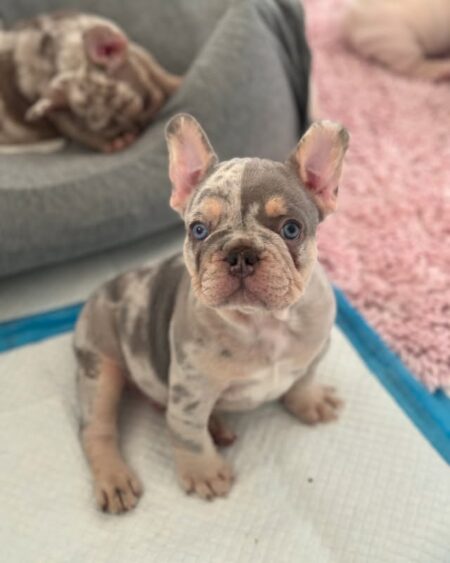 Lilac Merle French Bulldog