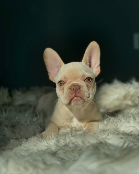 Platinum French Bulldog