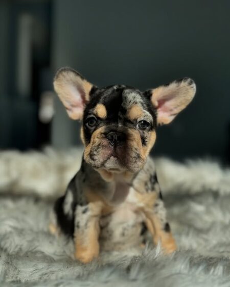 Black and Tan Merle French Bulldog