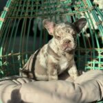 Lilac Merle French Bulldog