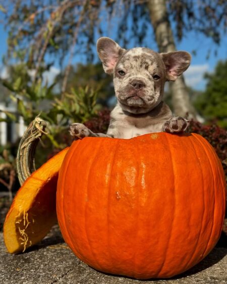 Blue Merle French Bulldog