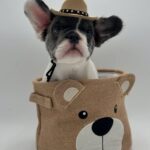 Blue Pied French Bulldog 