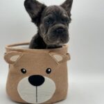 Blue French Bulldog 