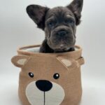 Blue French Bulldog 
