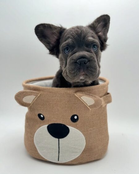 Blue French Bulldog 
