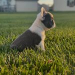 Blue Pied French Bulldog 