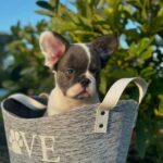 Blue Pied French Bulldog 