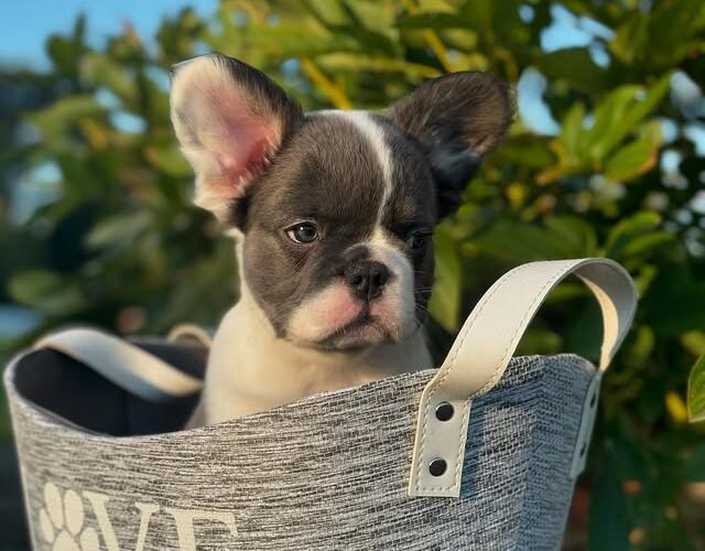 Blue Pied French Bulldog 