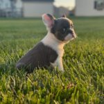 Blue Pied French Bulldog 