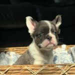 Blue Pied French Bulldog 