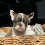 Blue Pied French Bulldog 