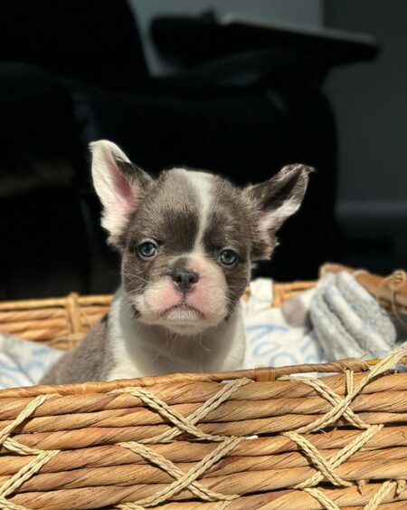 Blue Pied French Bulldog 