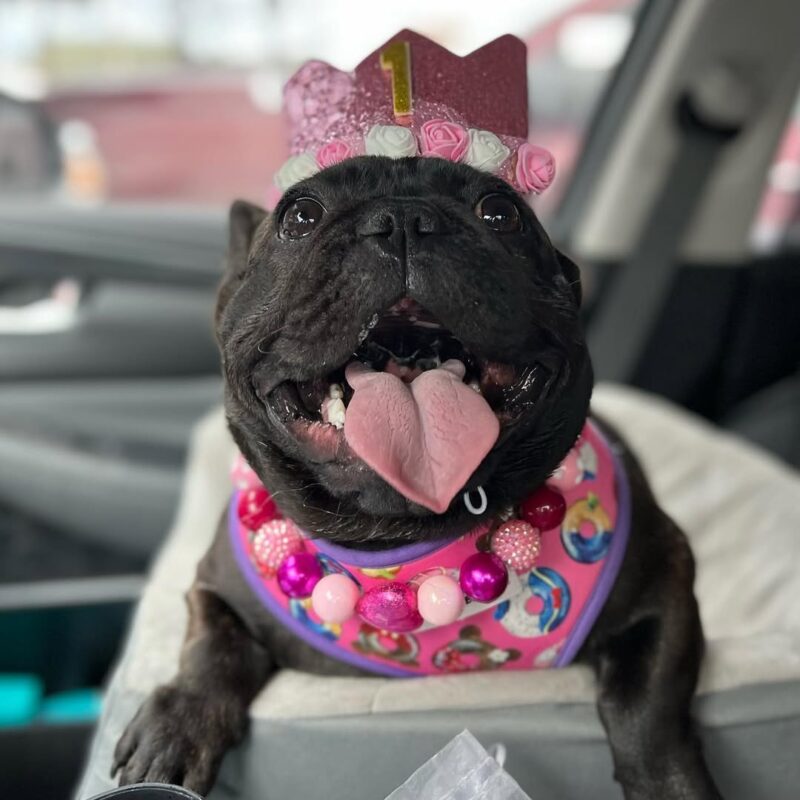 Black French Bulldog