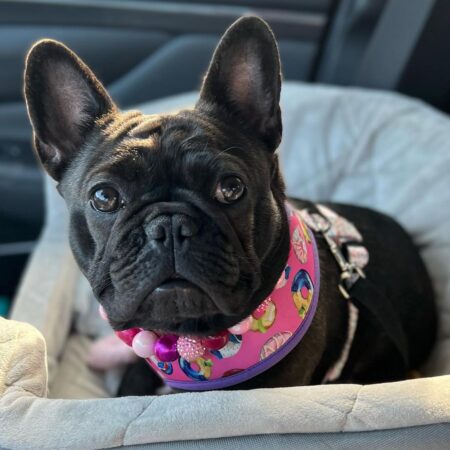 Black French Bulldog