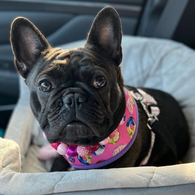 Black French Bulldog