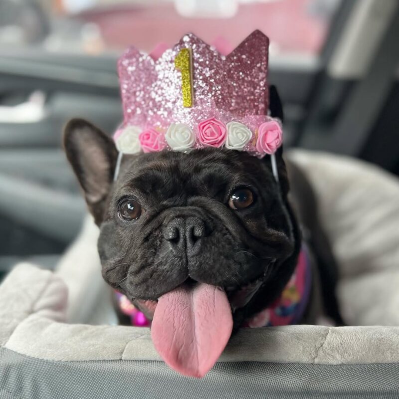 Black French Bulldog