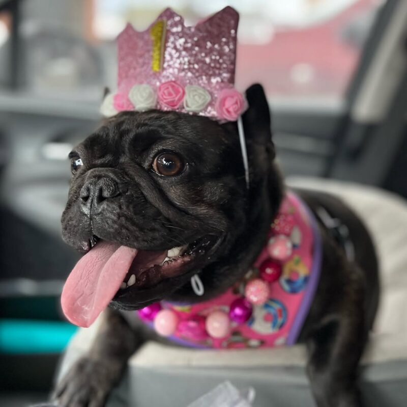 Black French Bulldog