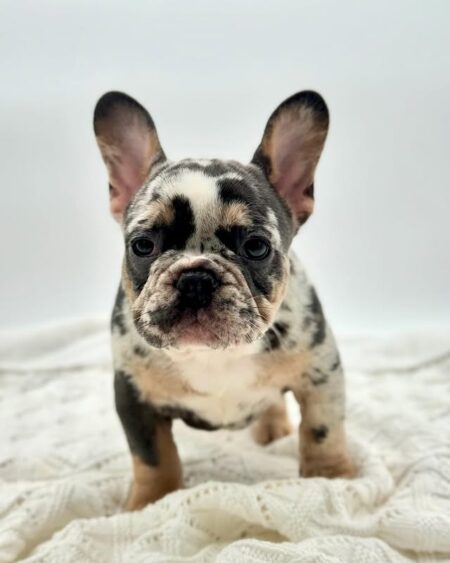 Merle French Bulldog 