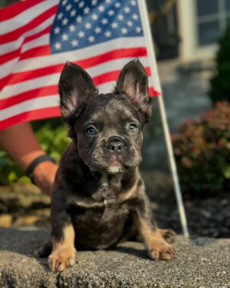 Black and Tan French Bulldog 