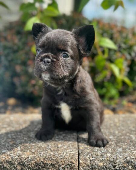 Black French Bulldog
