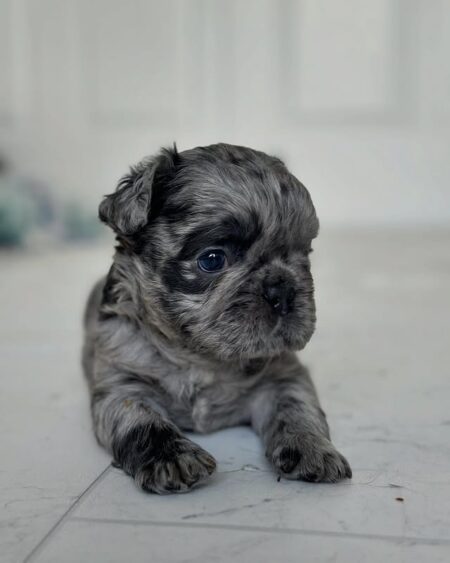 Merle Shih Tzu French Bulldog