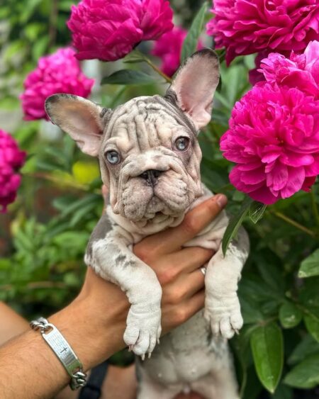 Lilac Merle French Bulldog