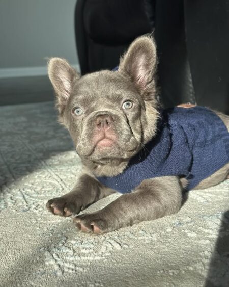 Lilac French Bulldog